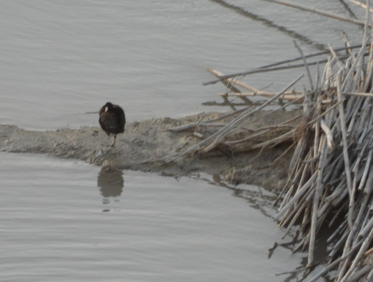 American Coot - ML621862731