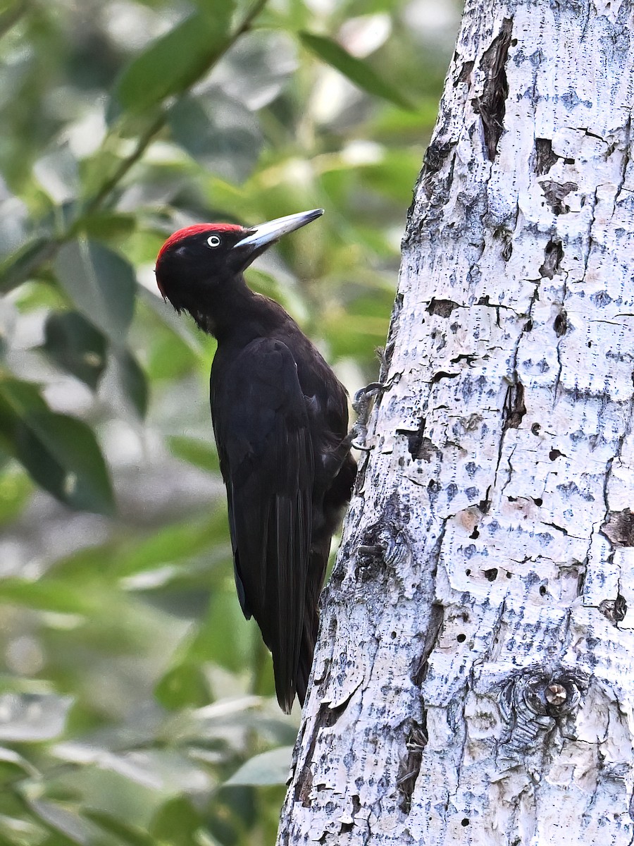 Black Woodpecker - ML621862738