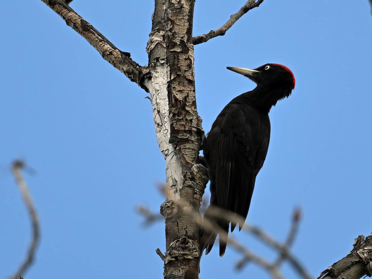 Black Woodpecker - ML621862739