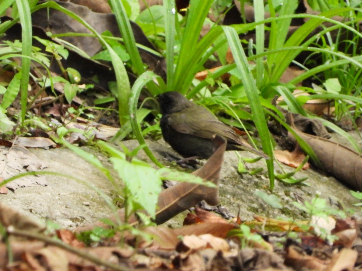 Black-faced Grassquit - ML621862740