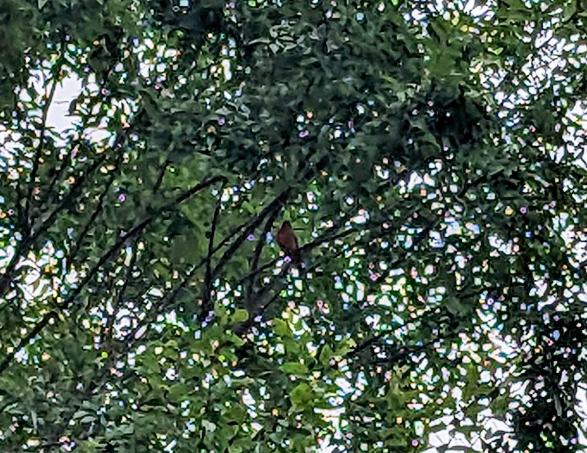 Painted Bunting - ML621862747