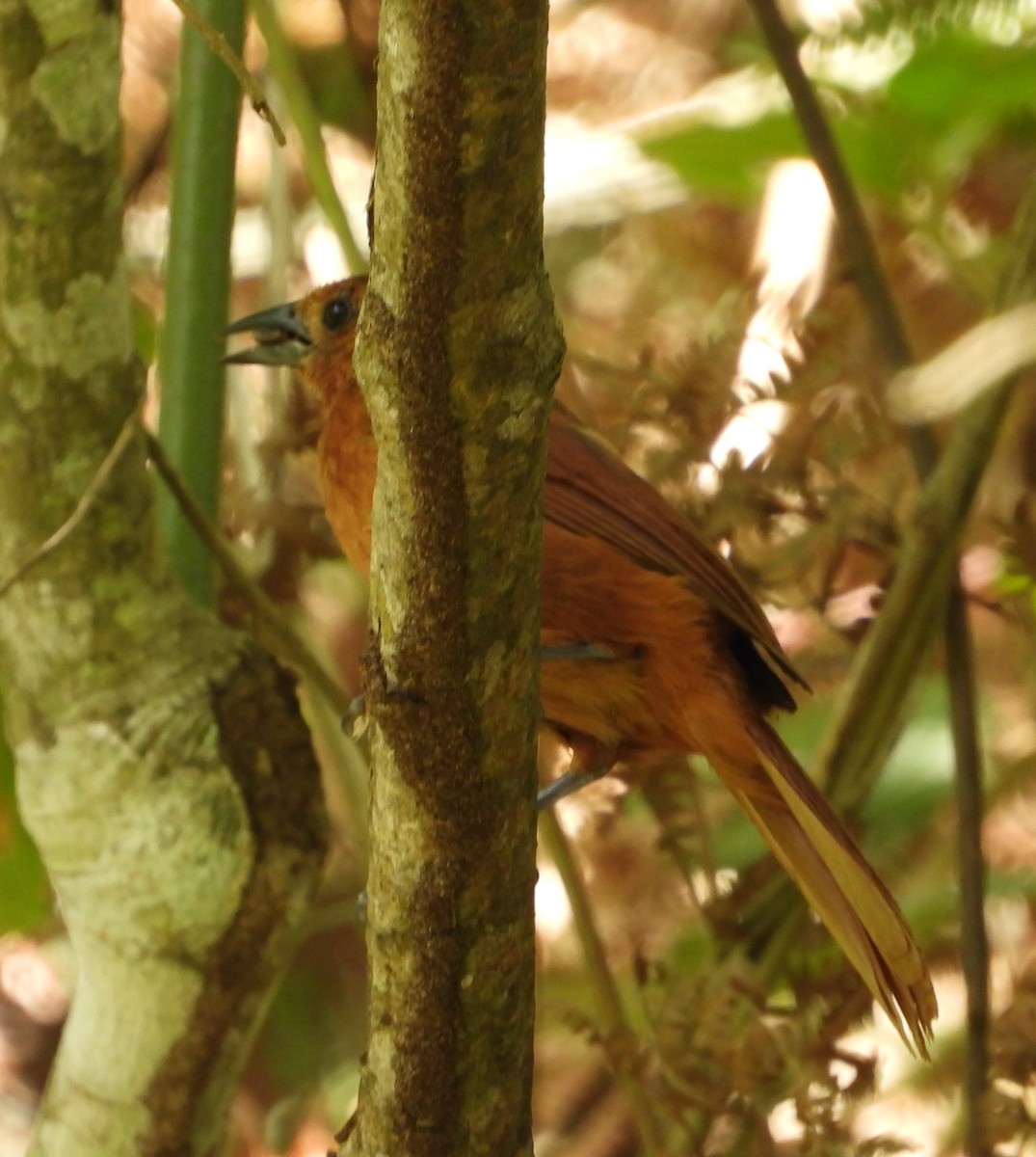 White-lined Tanager - ML621862762