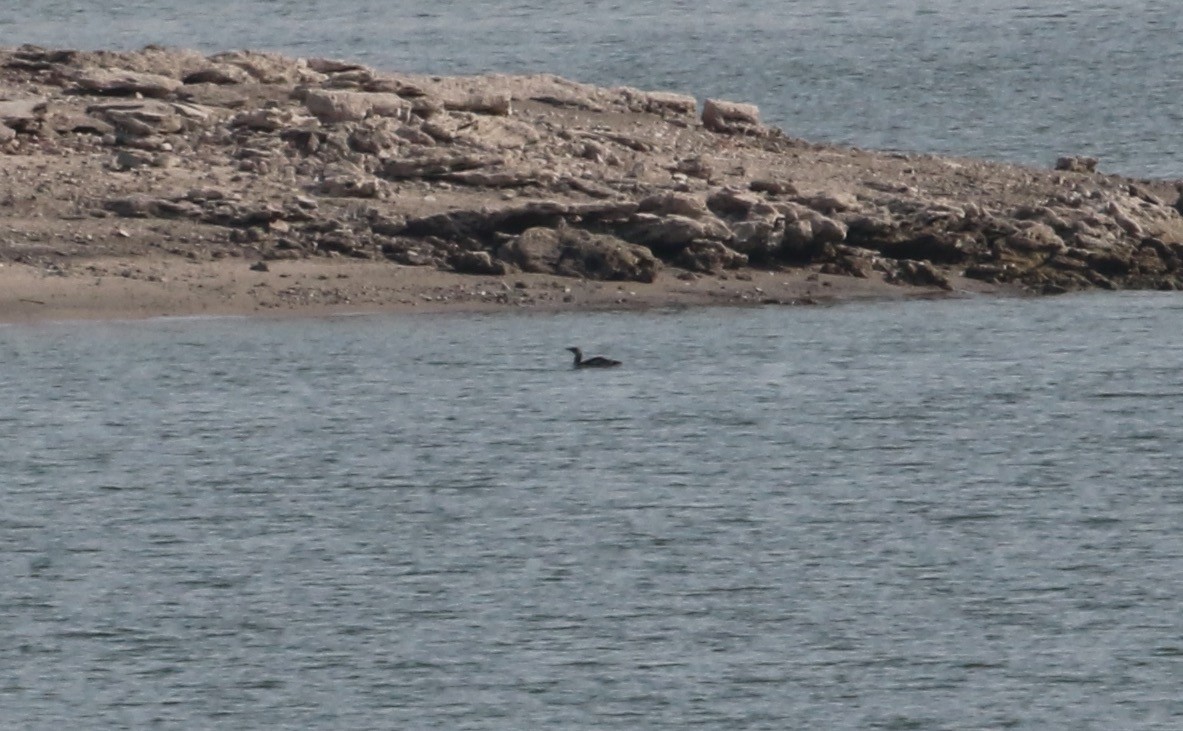 Red-throated Loon - ML621862765