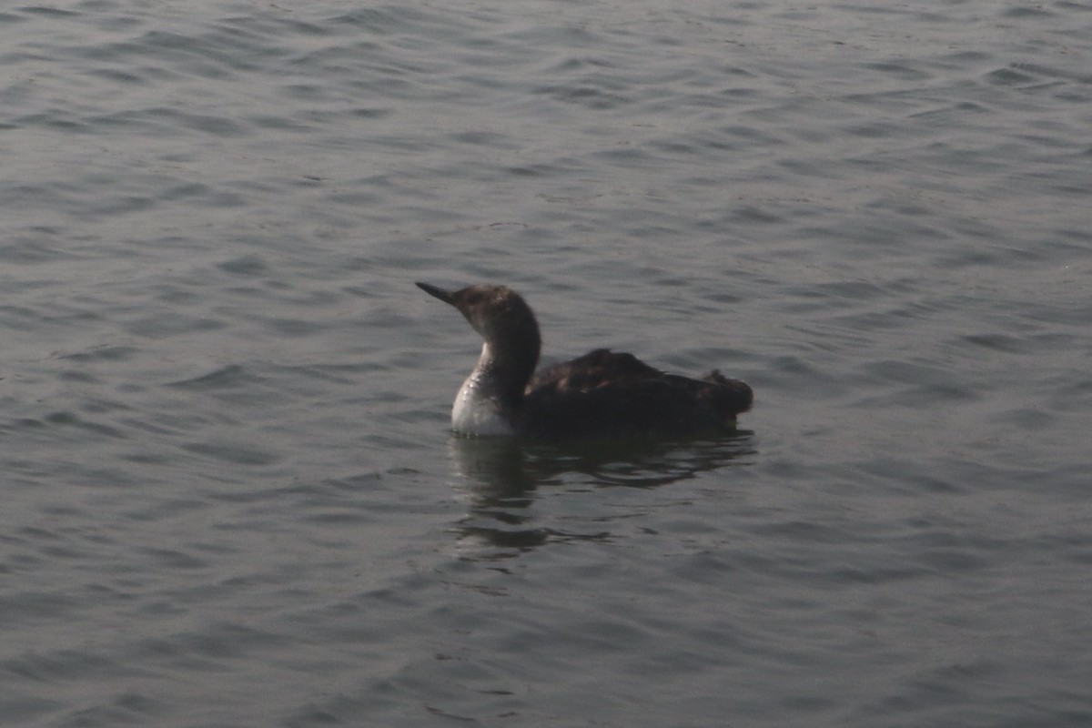 Red-throated Loon - ML621862775