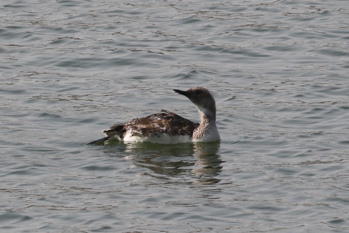 Red-throated Loon - ML621862776