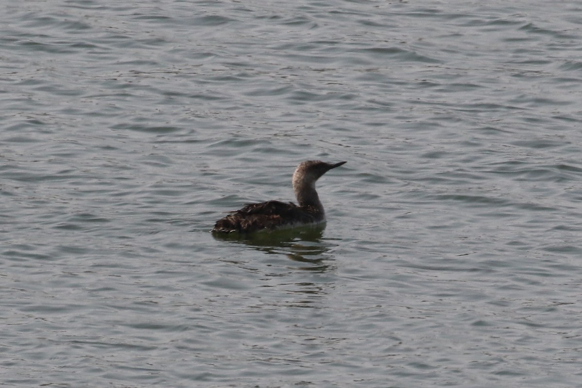 Red-throated Loon - ML621862777