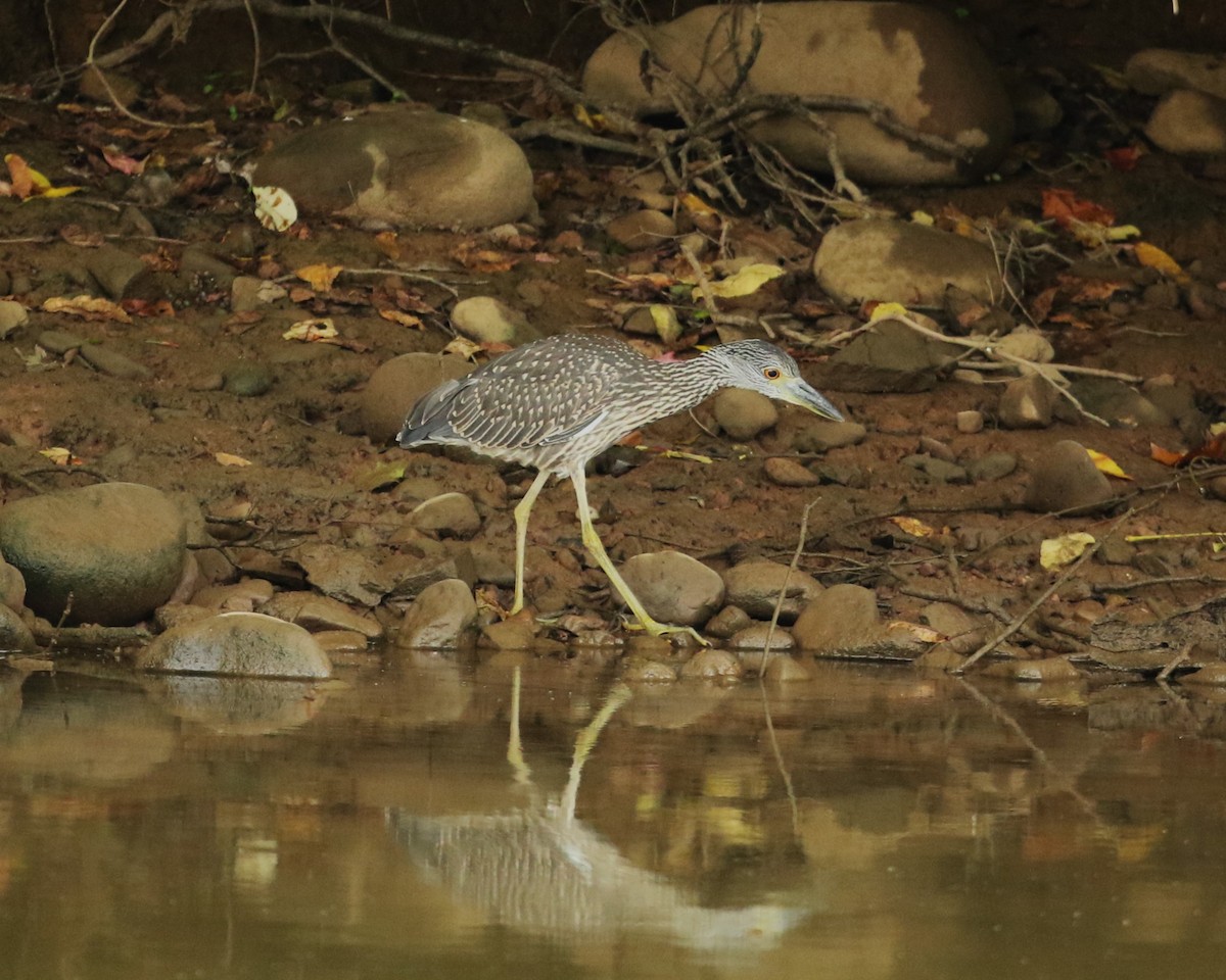 Yellow-crowned Night Heron - ML621862779