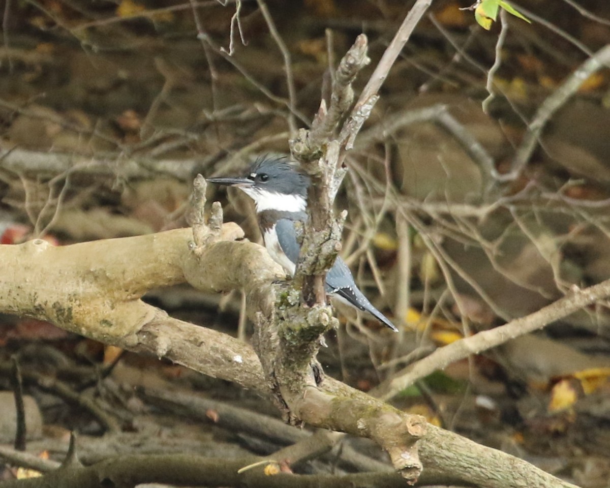 Belted Kingfisher - ML621862780