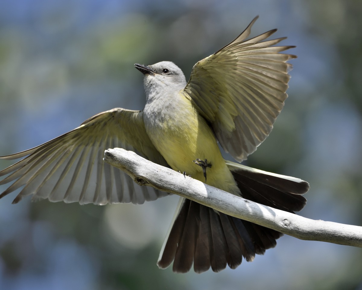 Western Kingbird - ML621862810