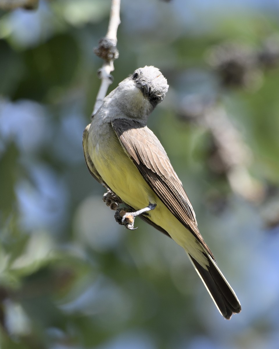 Western Kingbird - ML621862811