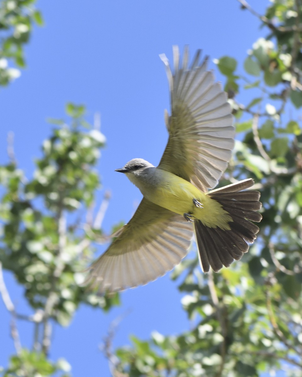 Western Kingbird - ML621862812