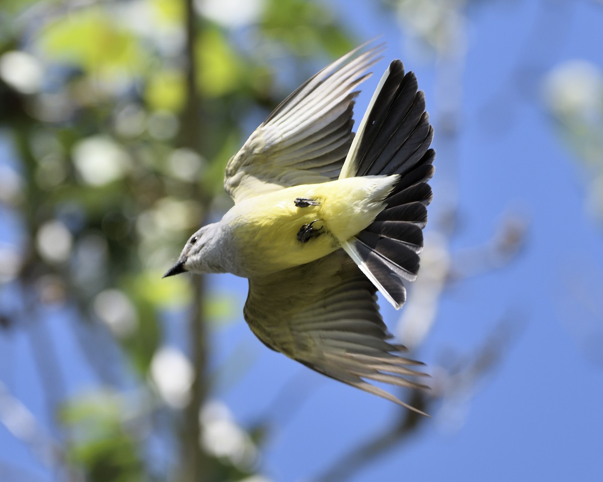 Western Kingbird - ML621862813