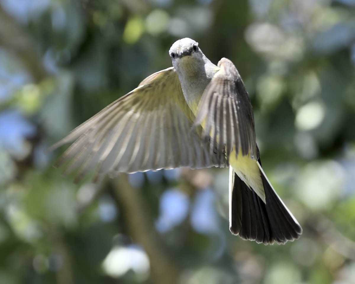 Western Kingbird - ML621862814