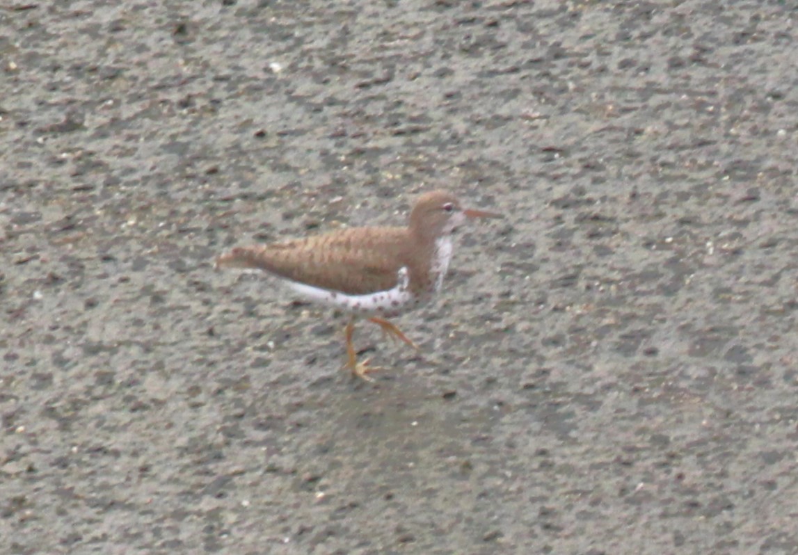 Spotted Sandpiper - ML621862829