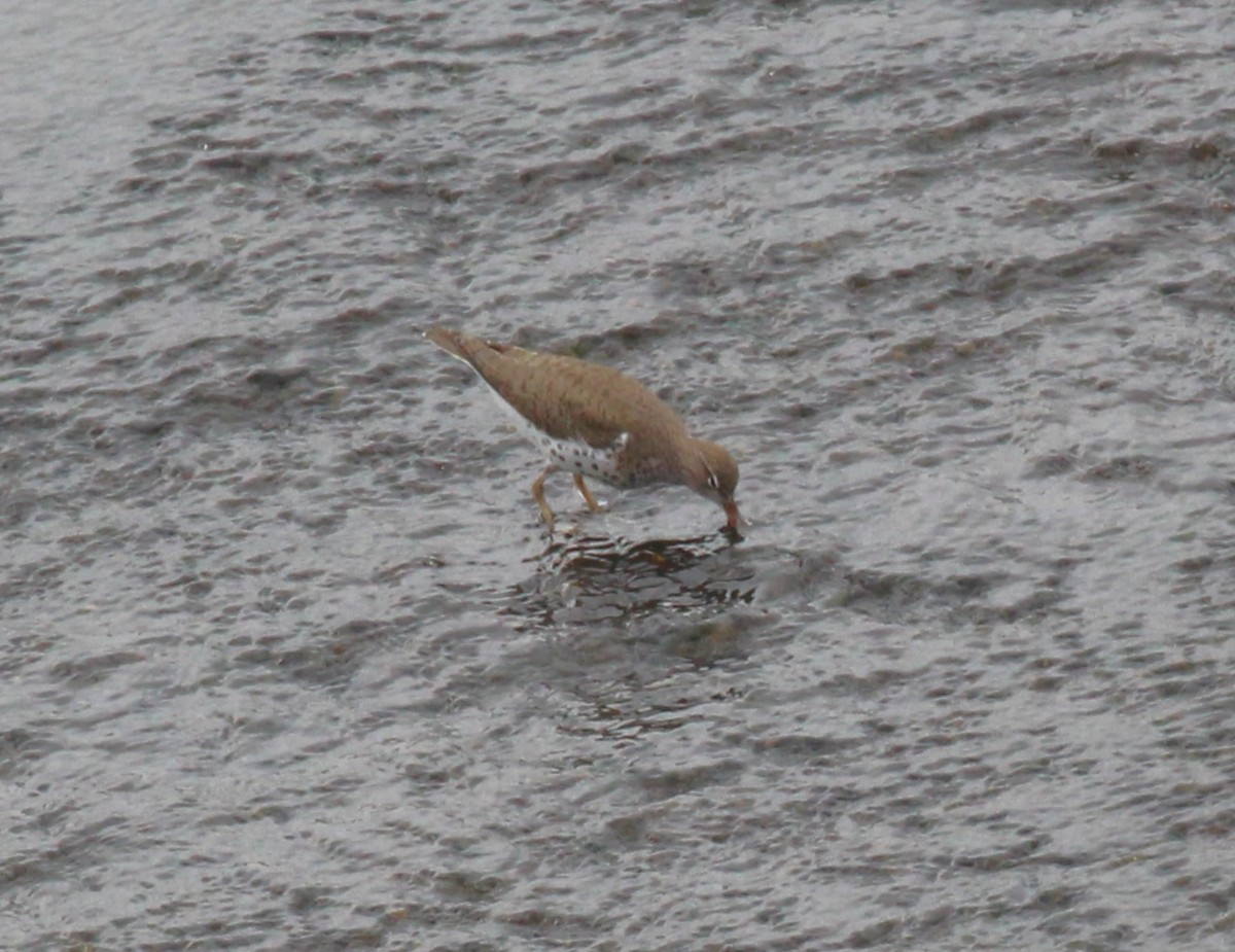 Spotted Sandpiper - ML621862830