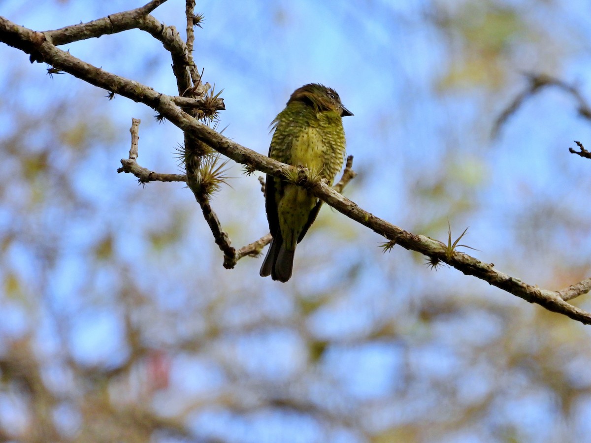 Swallow Tanager - ML621862831