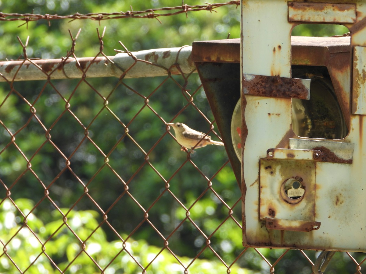 House Wren - ML621862834