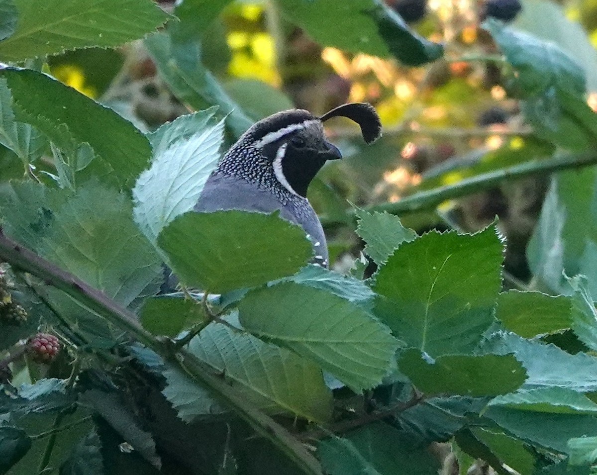 California Quail - ML621862845