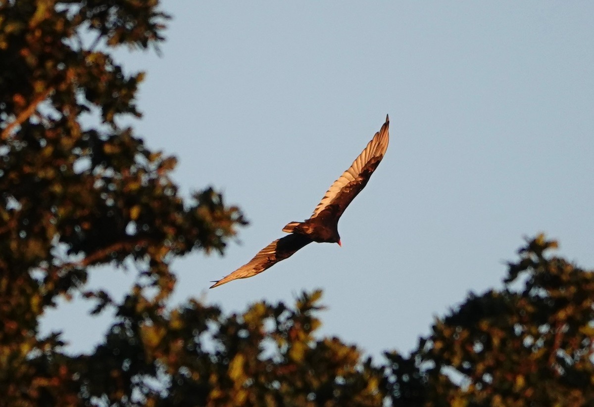 Turkey Vulture - ML621862847