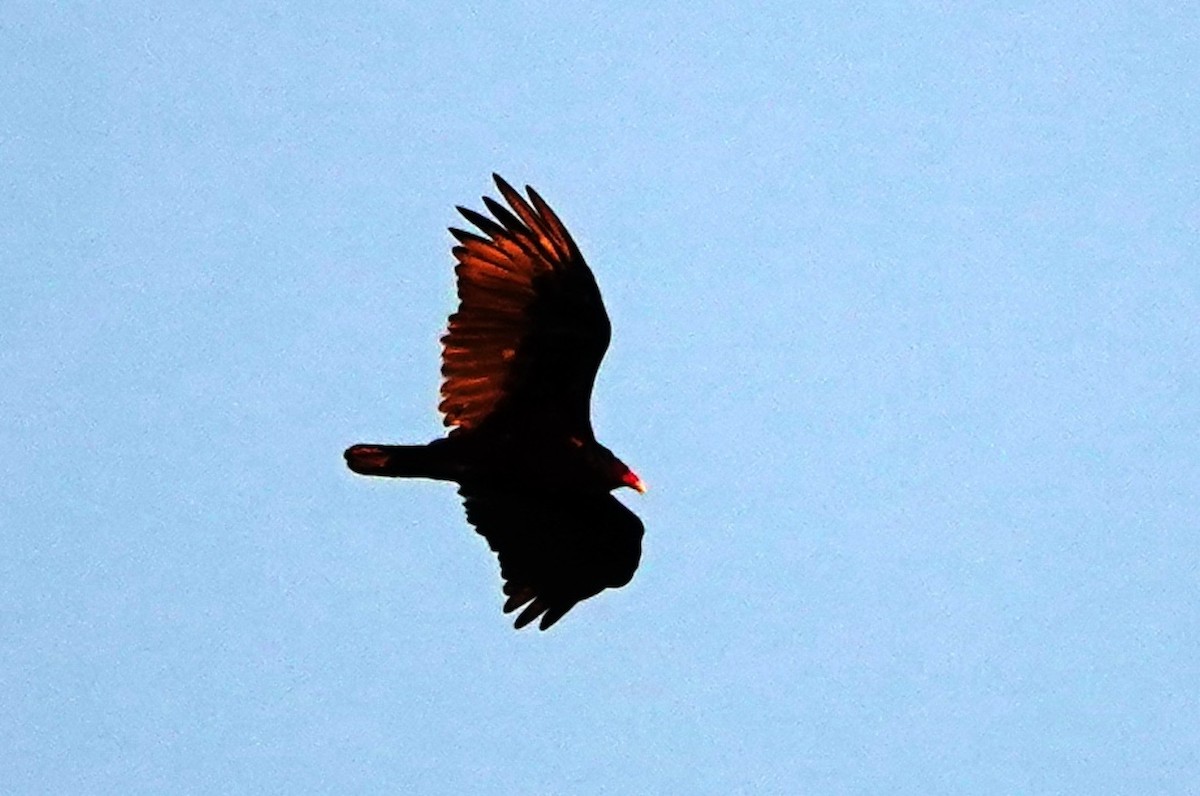 Turkey Vulture - ML621862848