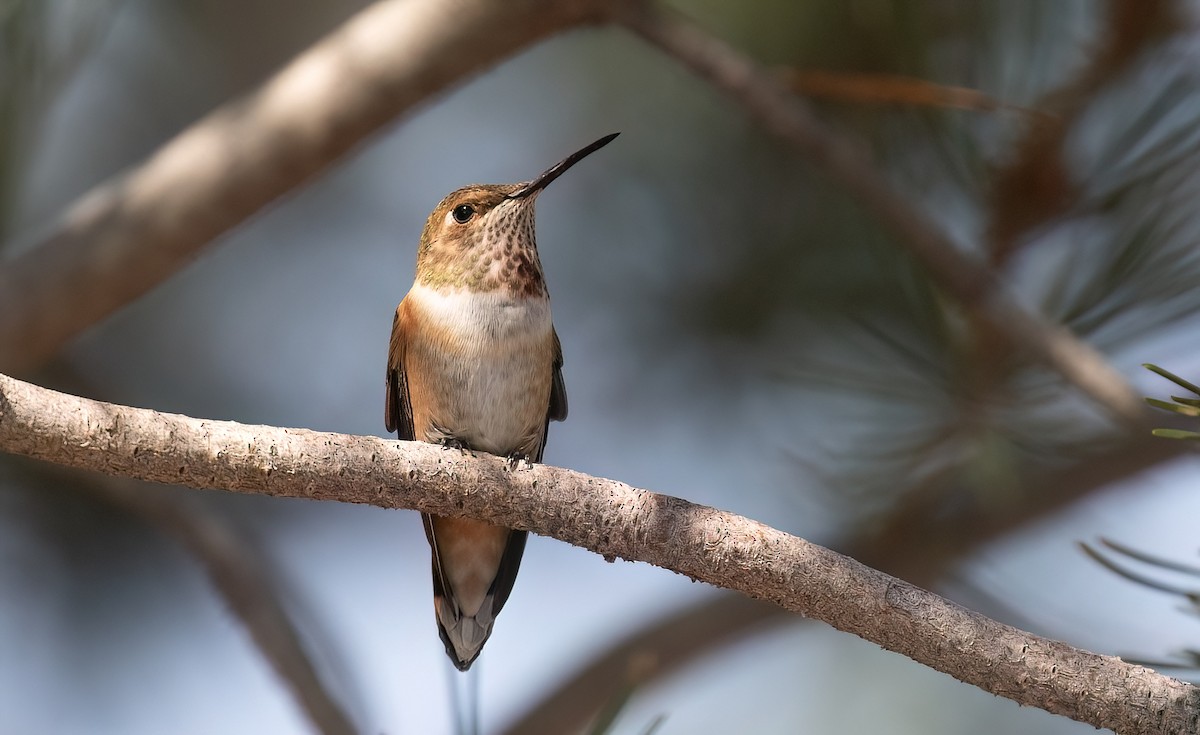 Rufous Hummingbird - Chuck Gates