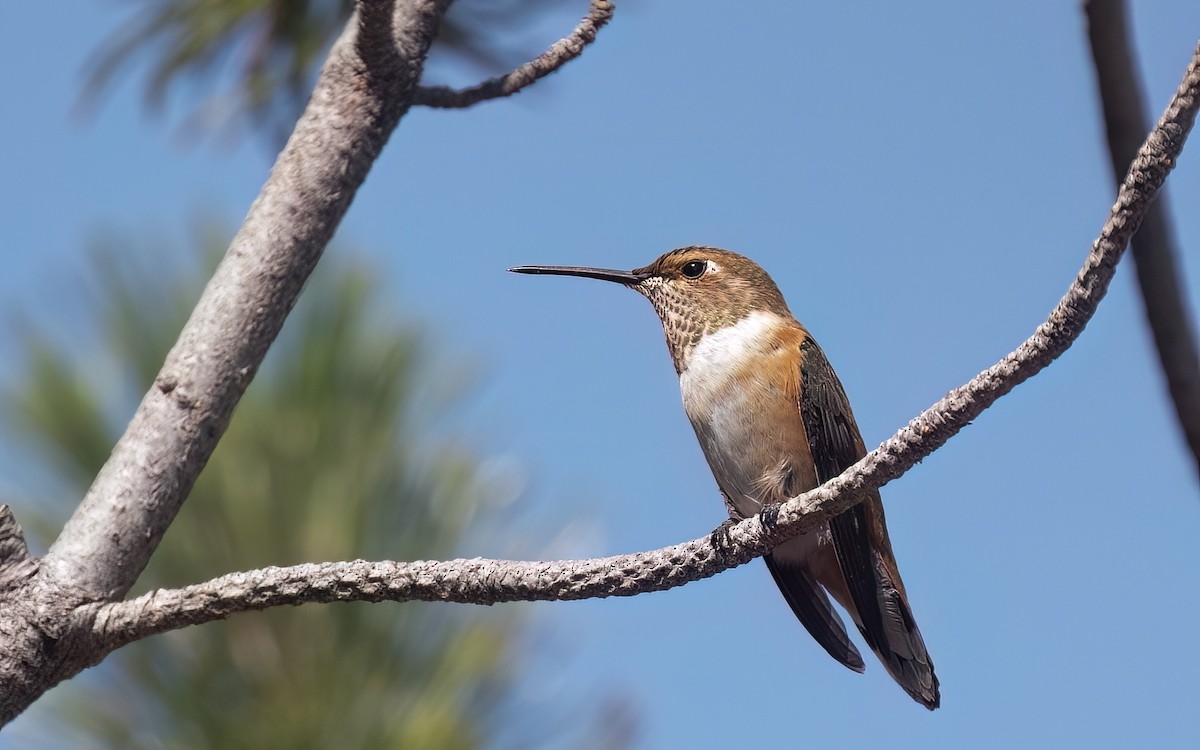 Rufous Hummingbird - ML621862863