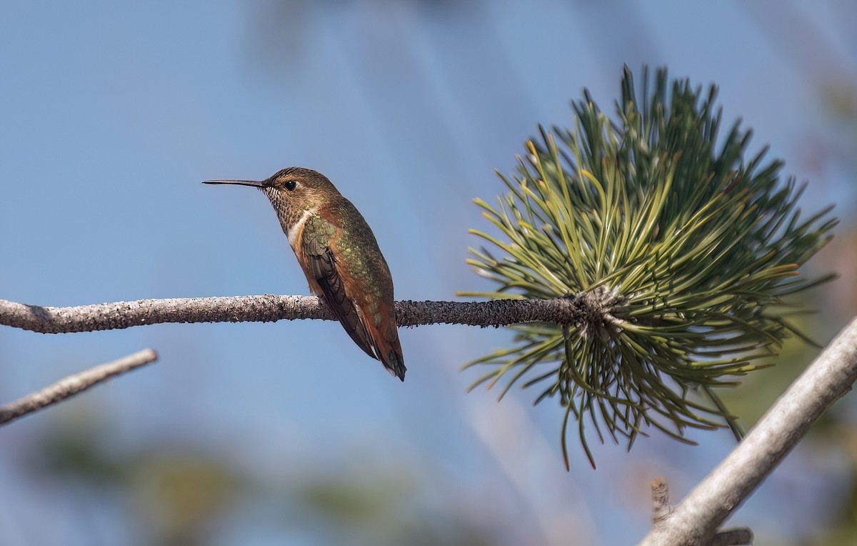 Rufous Hummingbird - ML621862864