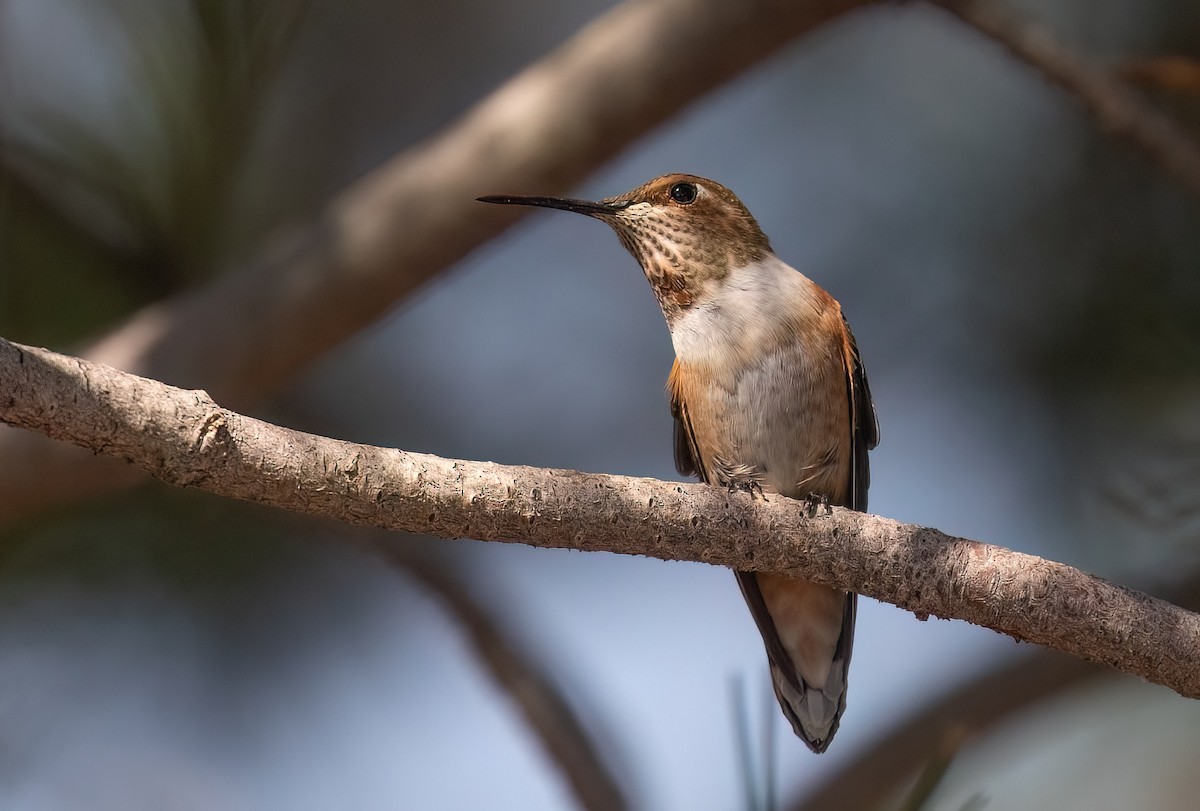 Rufous Hummingbird - ML621862865