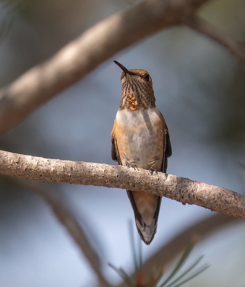 Rufous Hummingbird - ML621862866