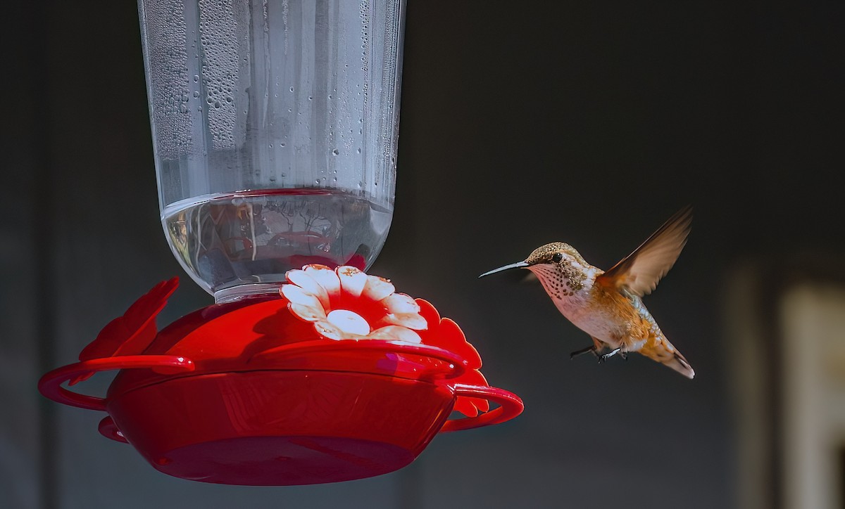 Rufous Hummingbird - ML621862867