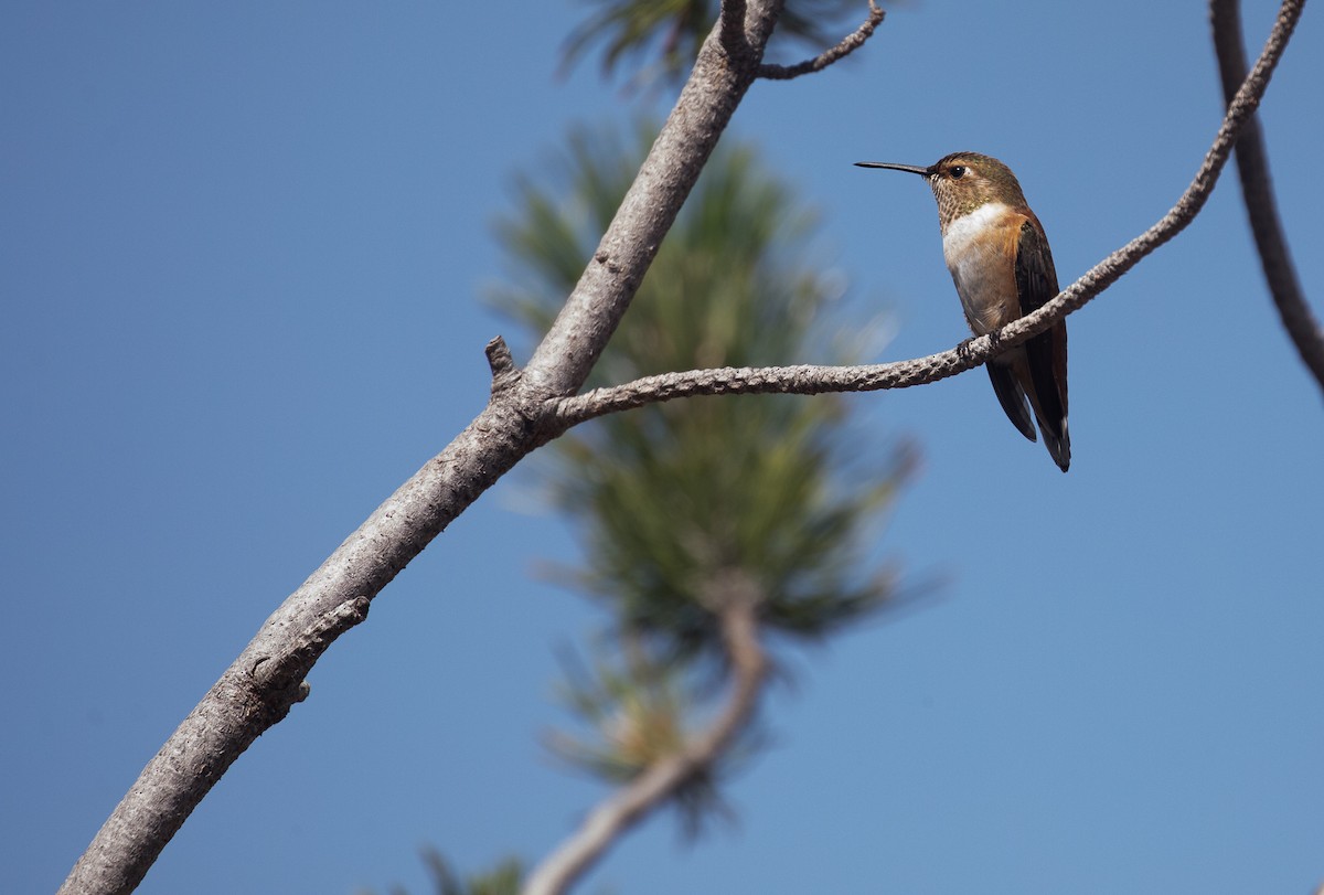 Rufous Hummingbird - ML621862868