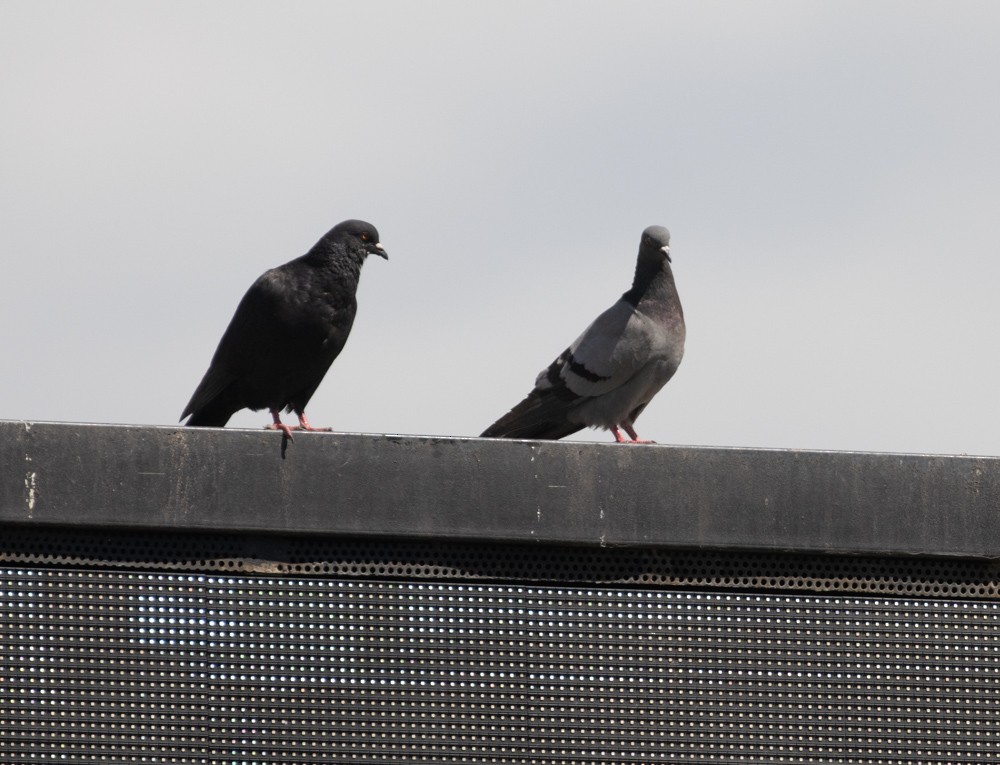 Rock Pigeon (Feral Pigeon) - ML621862874