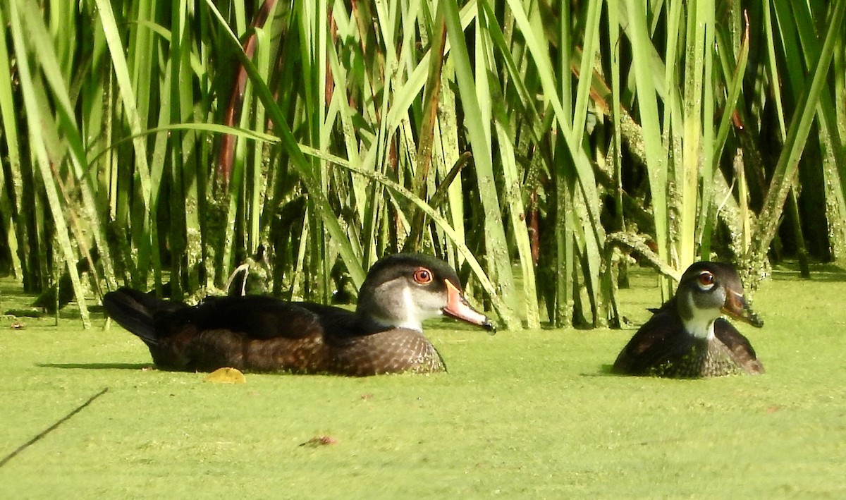 Canard branchu - ML621862915