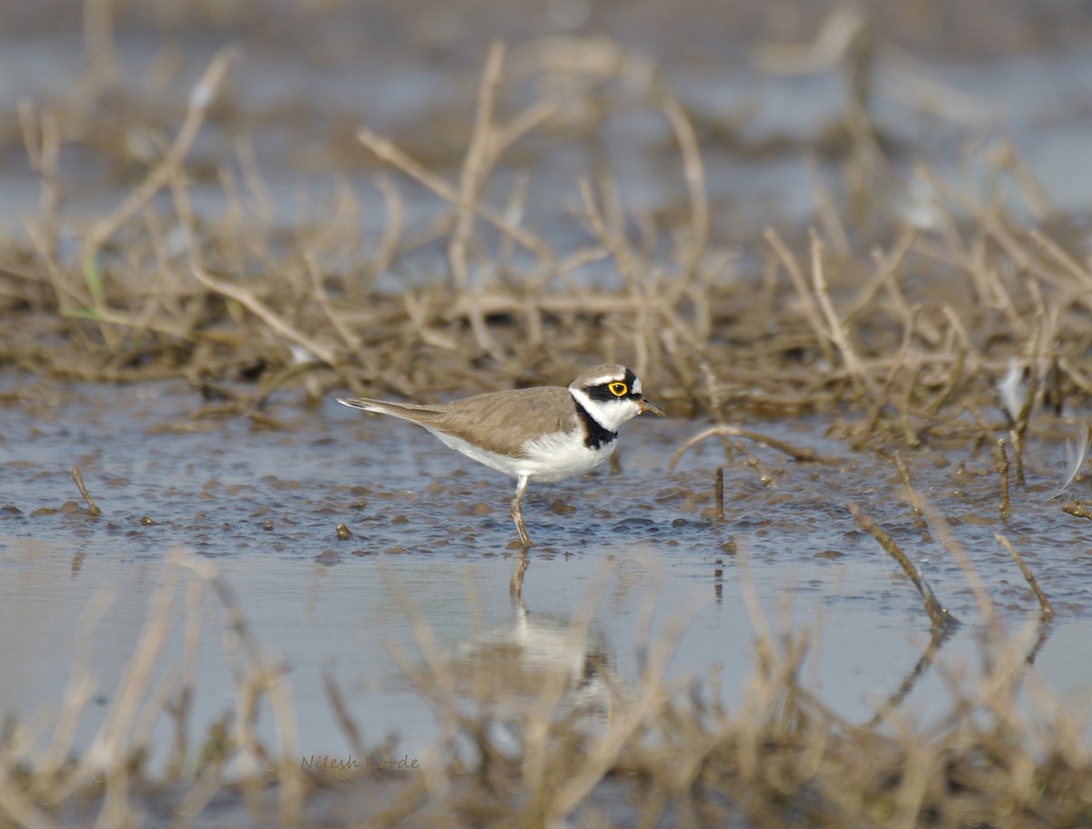 Little Ringed Plover - ML621863139