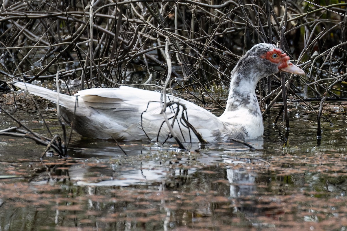 Muscovy Duck (Domestic type) - ML621863184