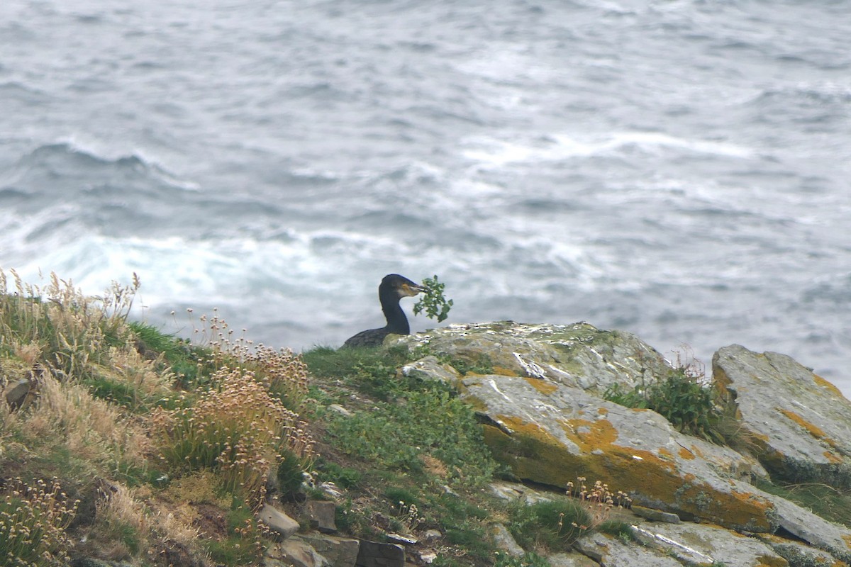 Great Cormorant - ML621863208