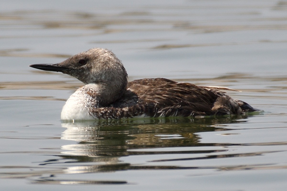 Red-throated Loon - Bo Olcott