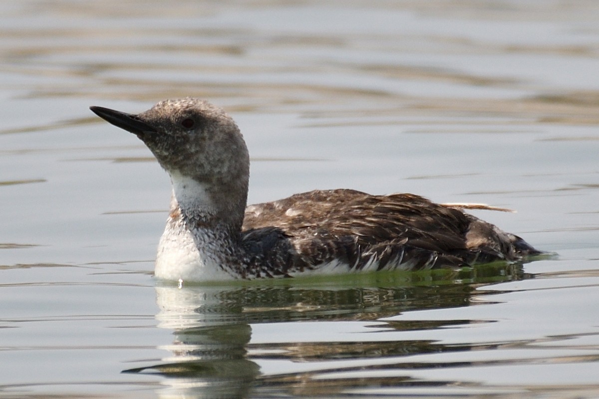 Red-throated Loon - ML621863239