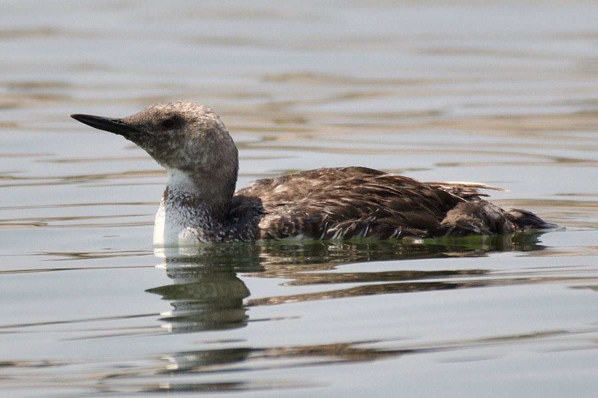 Red-throated Loon - ML621863243