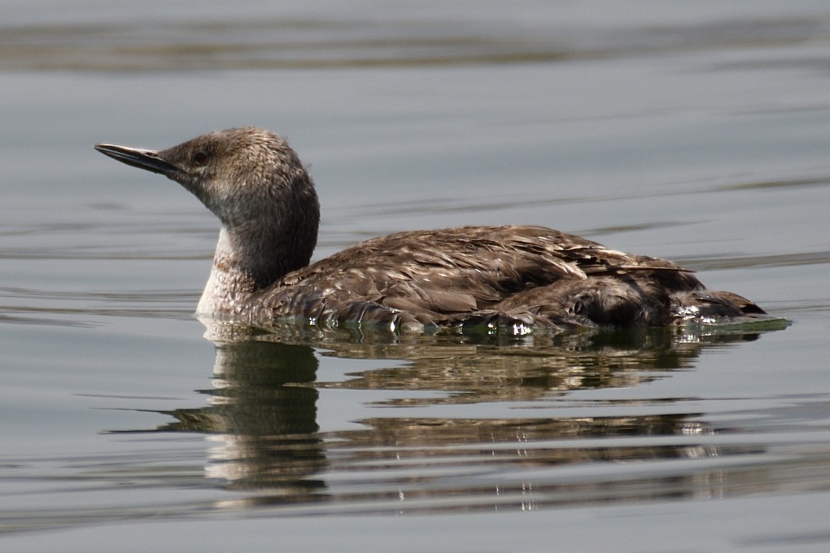 Red-throated Loon - ML621863245