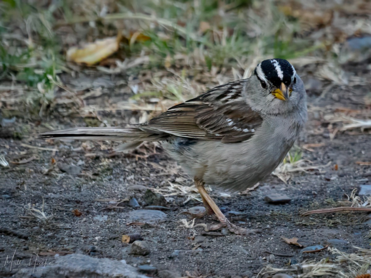 White-crowned Sparrow - ML621863246