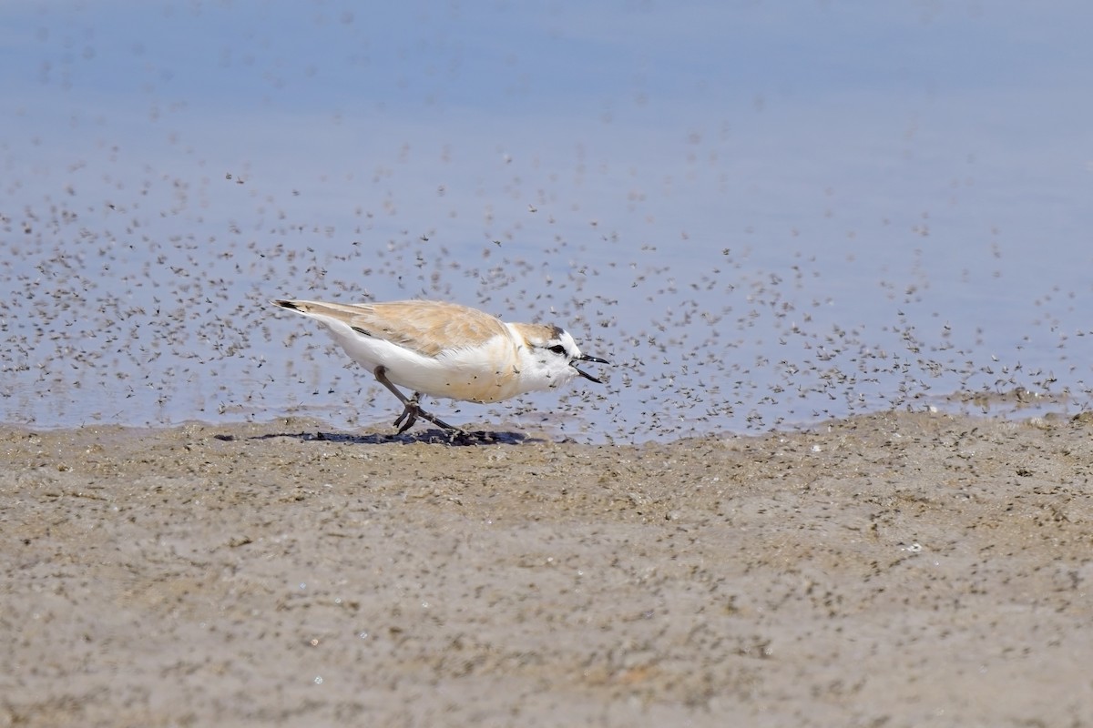 White-fronted Plover - ML621863271