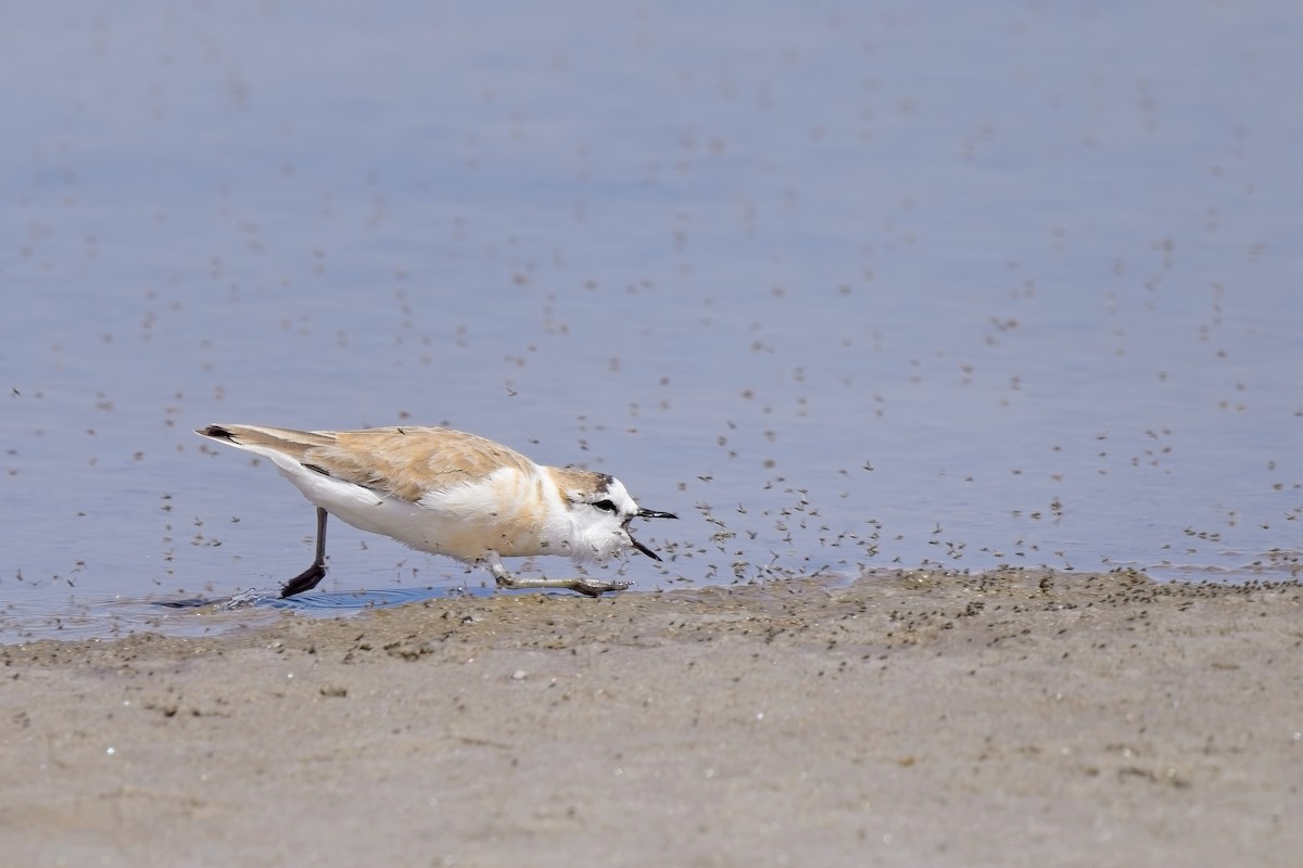 White-fronted Plover - Paul McDonald