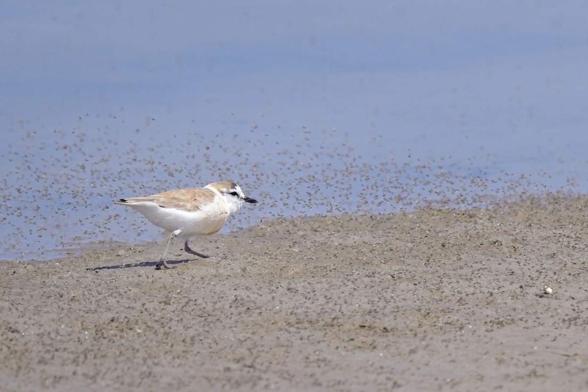 White-fronted Plover - ML621863273