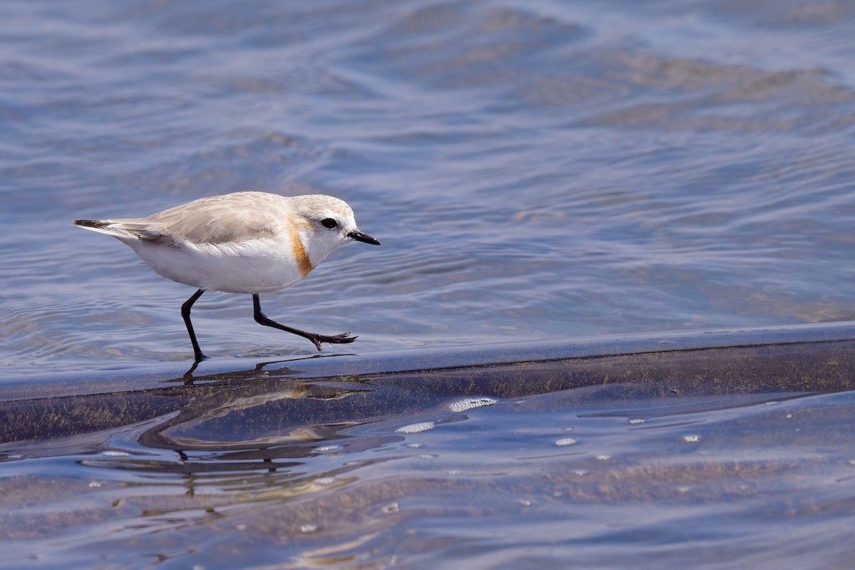 Chestnut-banded Plover - ML621863313