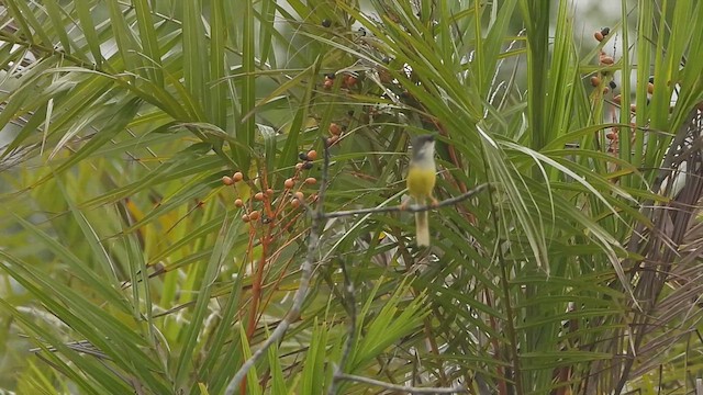 Yellow-bellied Prinia - ML621863326