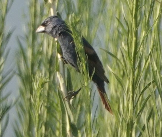 Blue Grosbeak - ML621863329