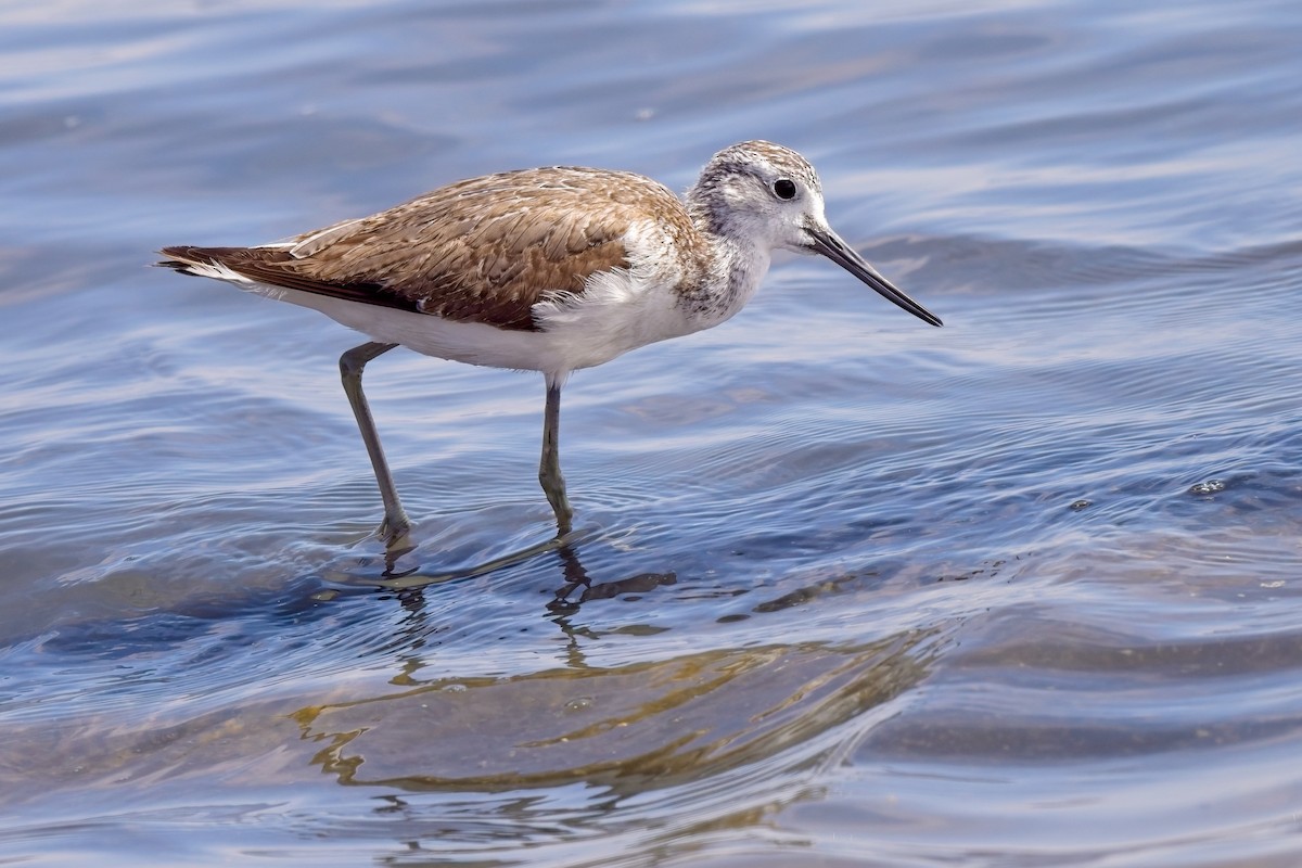 Common Greenshank - Paul McDonald