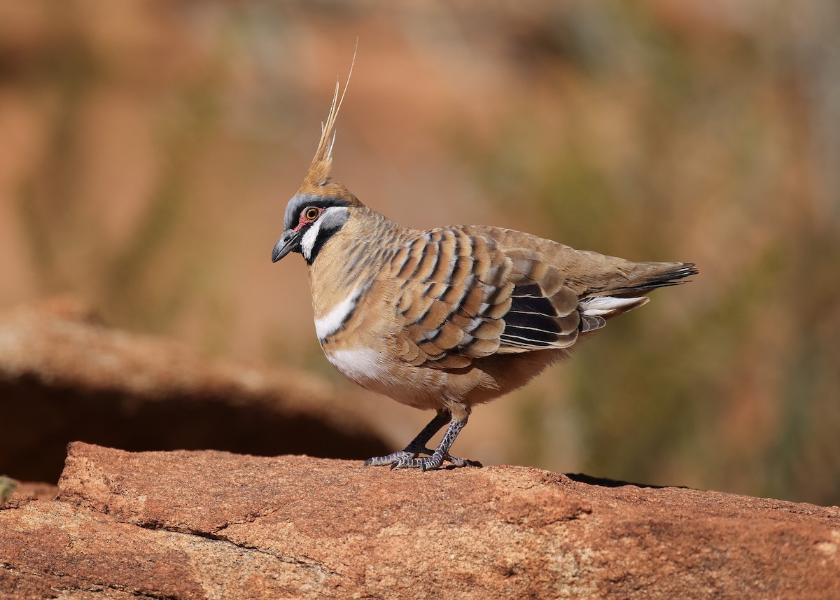 Spinifex Pigeon - Martin Allen