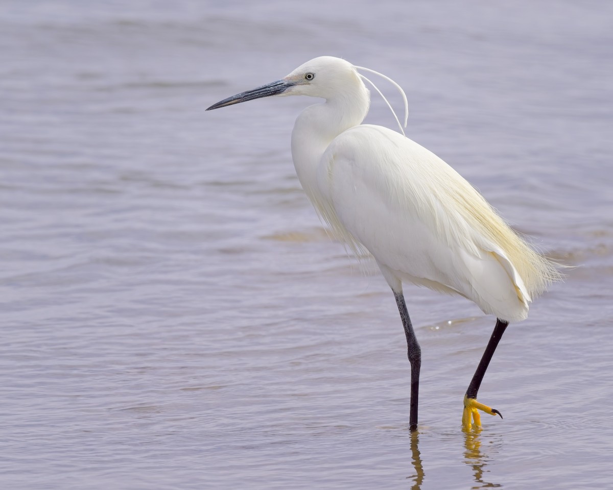 Little Egret - Paul McDonald